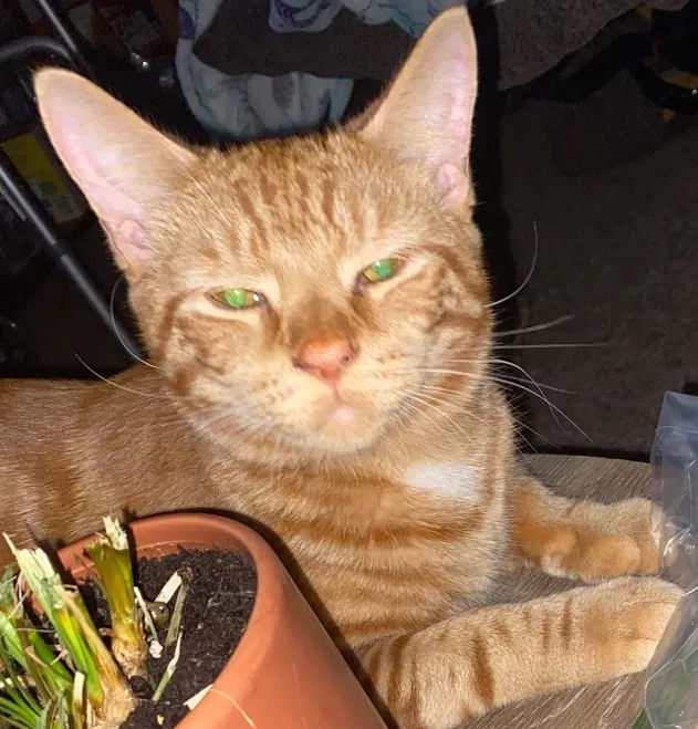 Lost cat in Las Vegas, NV, 89119