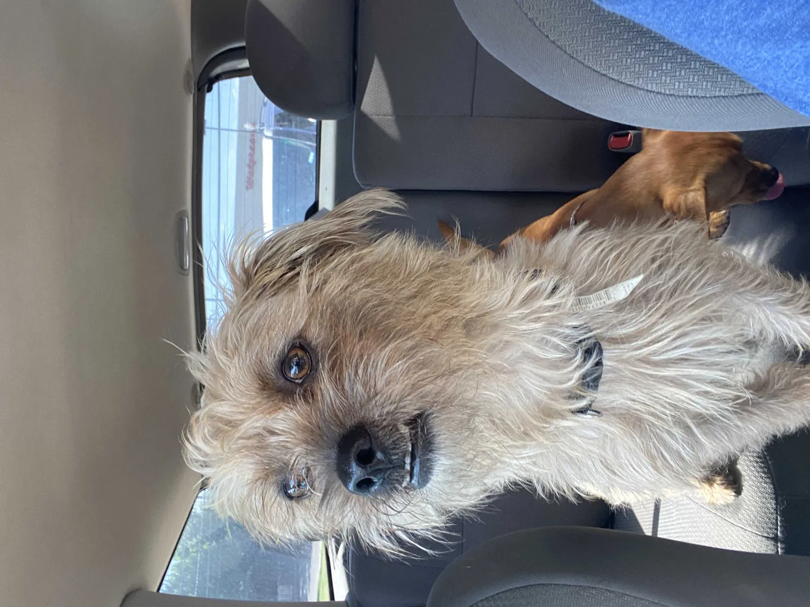 Lost dog in Amarillo, TX, 79103