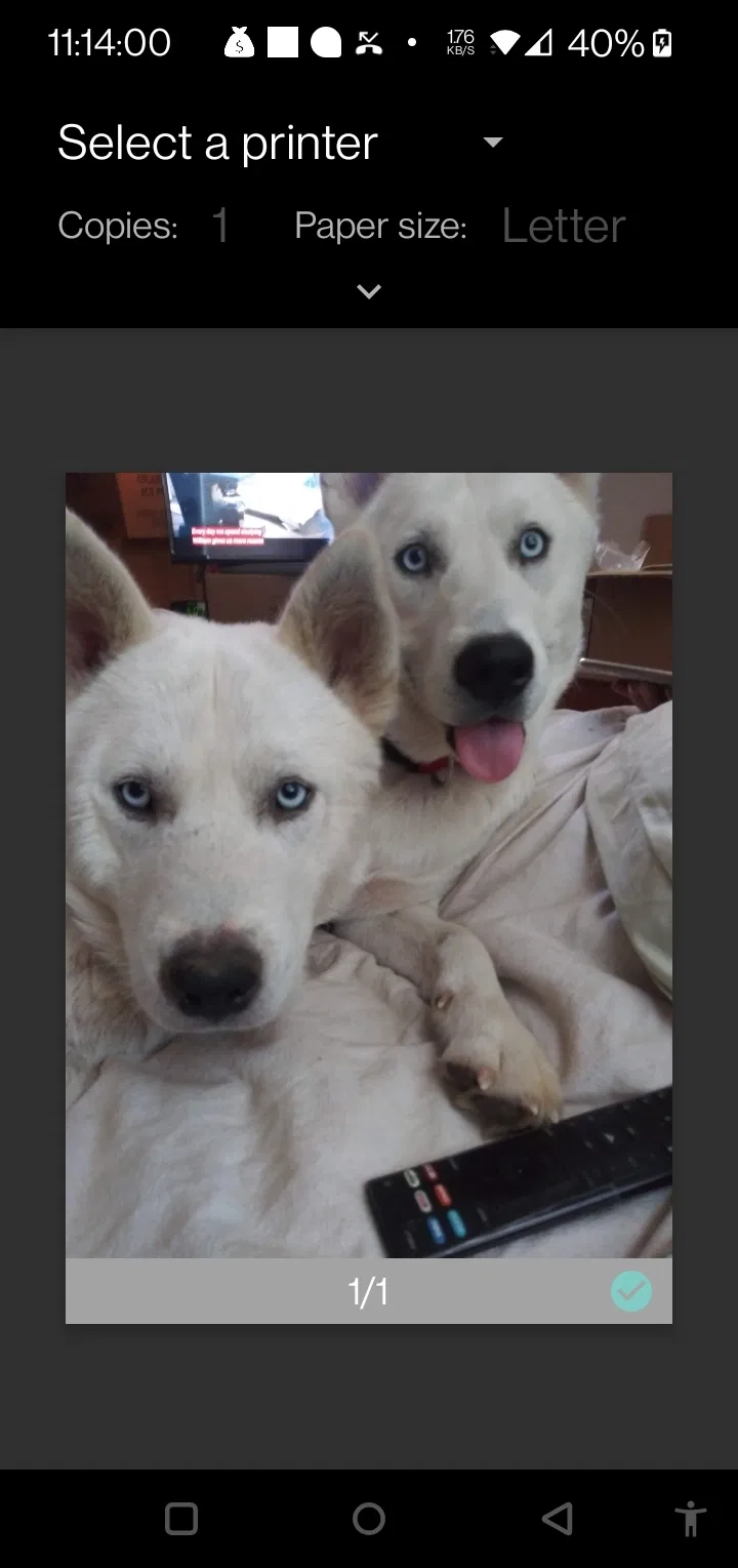 Lost dog in Olive Branch, MS, 38654