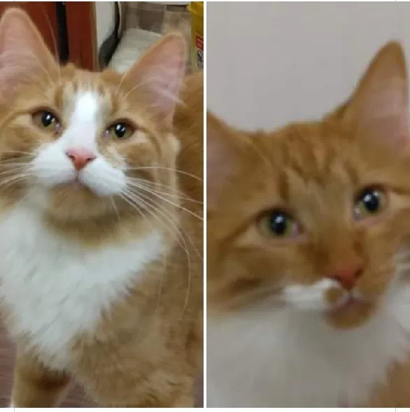 Lost cat in Des Moines, IA, 50313