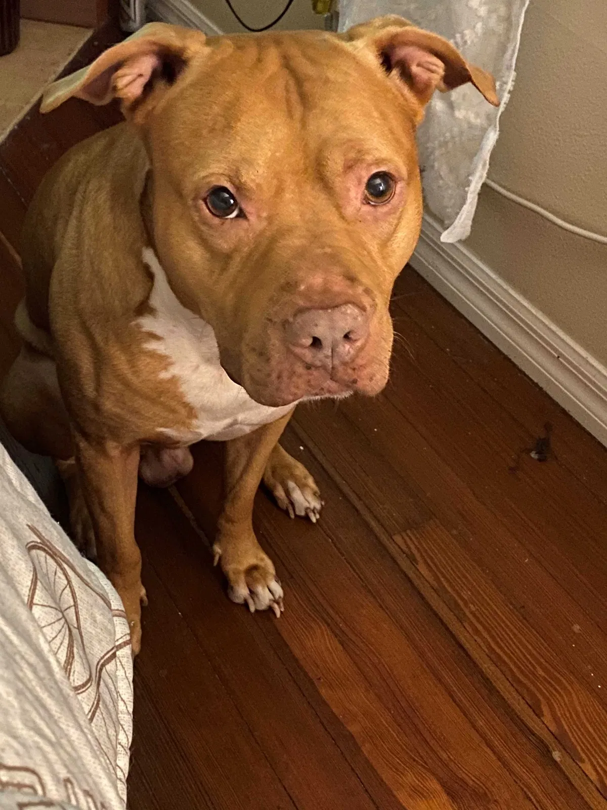 Lost dog in Eustis, FL, 32726