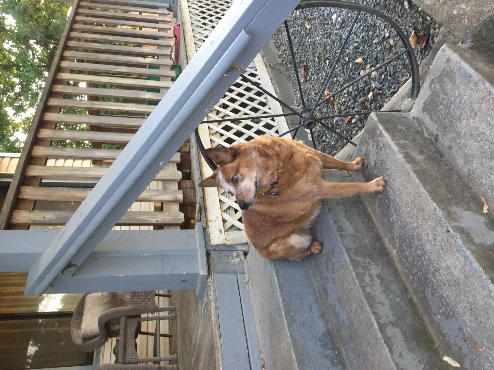 Lost dog in Pahrump, NV, 89048
