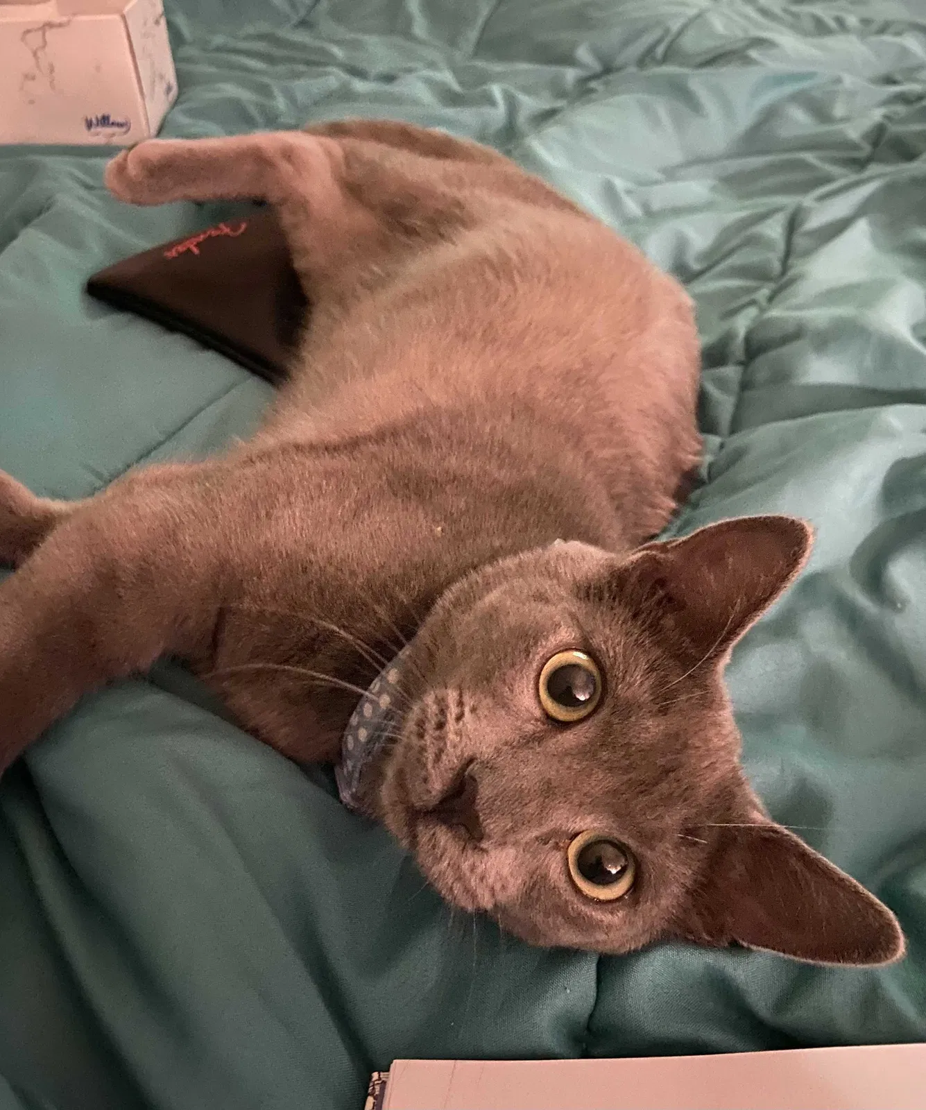 Lost cat in Haslet, TX, 76052