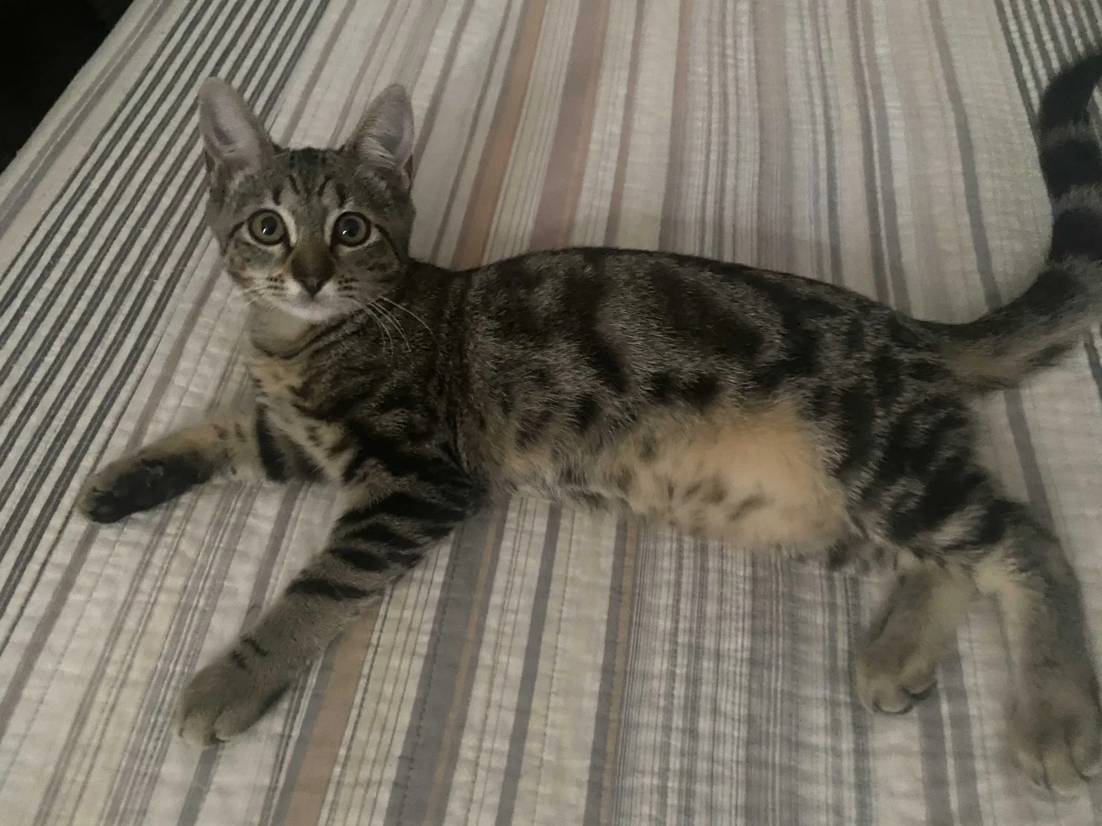 Lost cat in Miami, FL, 33173