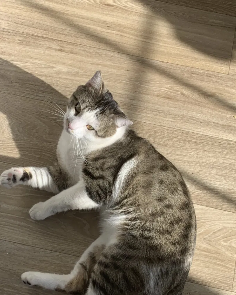 Lost cat in Indianapolis, IN, 46203