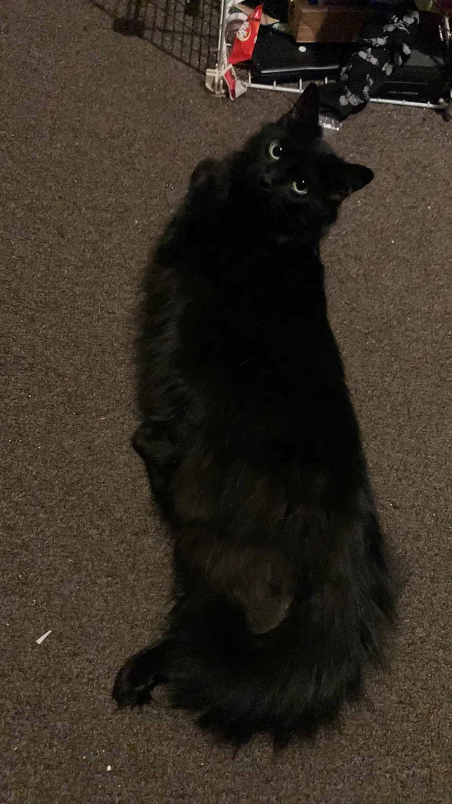 Lost cat in Milwaukee, WI, 53207