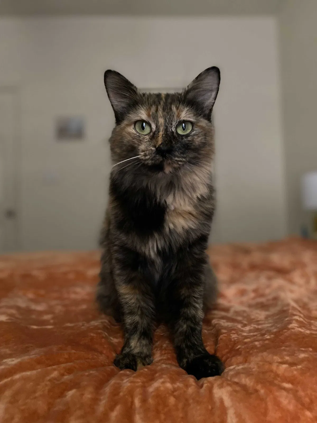 Lost cat in Denton, TX, 76209