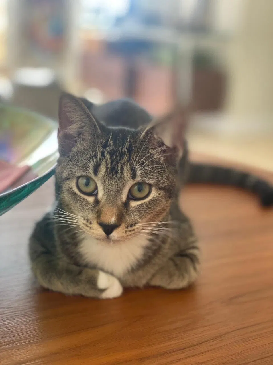 Lost cat in Miami, FL, 33172