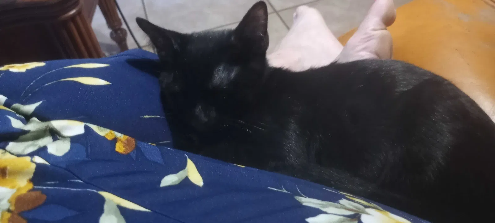 Lost cat in Pompano Beach, FL, 33068