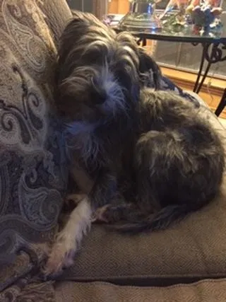 Lost dog in Plano, TX, 75074