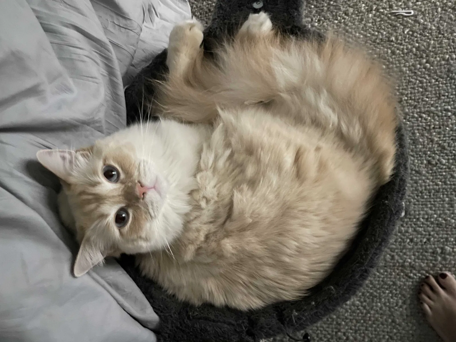 Lost cat in Goodyear, AZ, 85338
