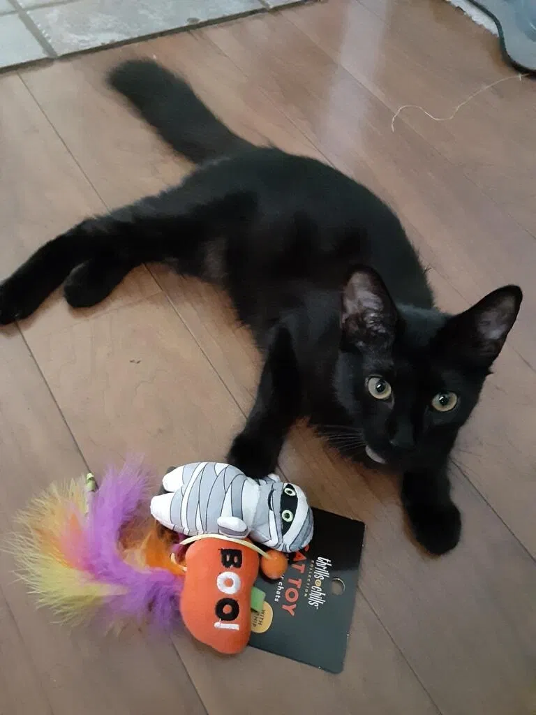 Lost cat in Long Beach, CA, 90805