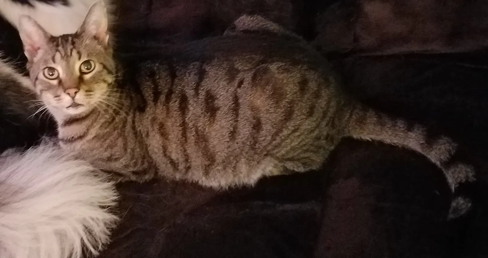 Lost cat in Columbus, OH, 43219