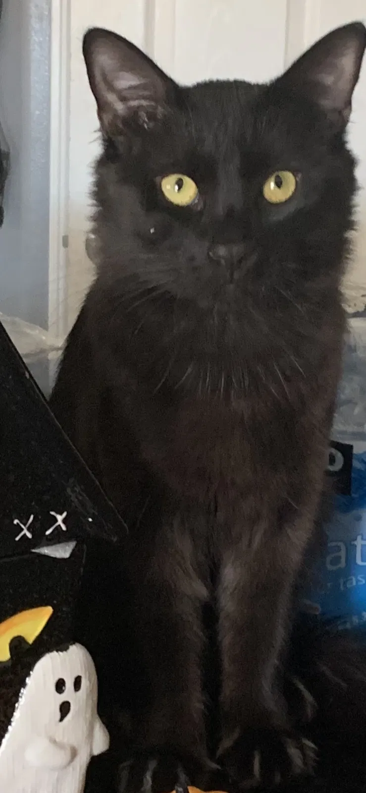 Lost cat in Sylmar, CA, 91342