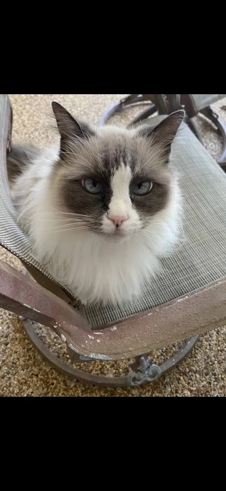 Lost cat in Dunnellon, FL, 34432