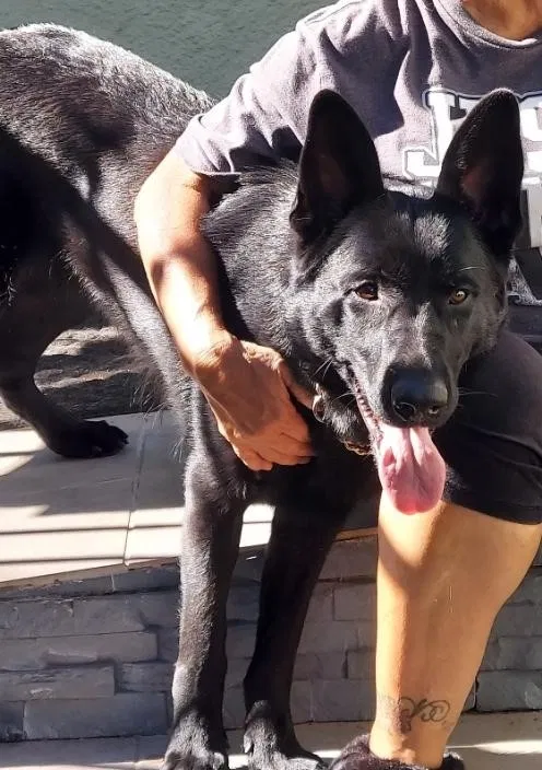 Lost dog in Riverside, CA, 92503