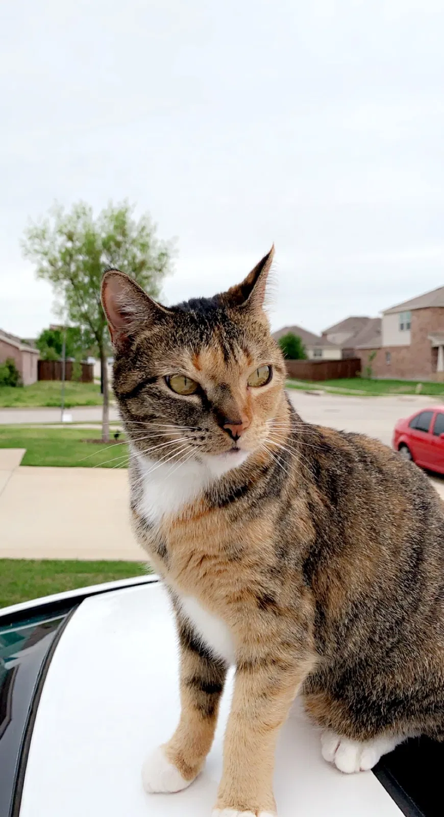 Lost cat in Little Elm, TX, 75068