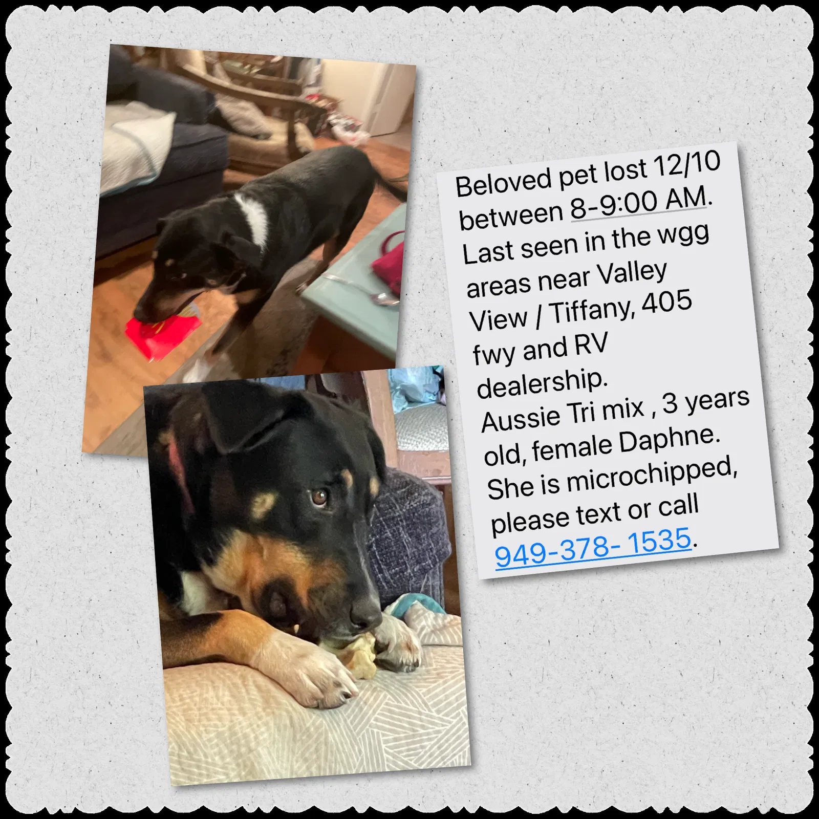 Lost dog in Garden Grove, CA, 92845