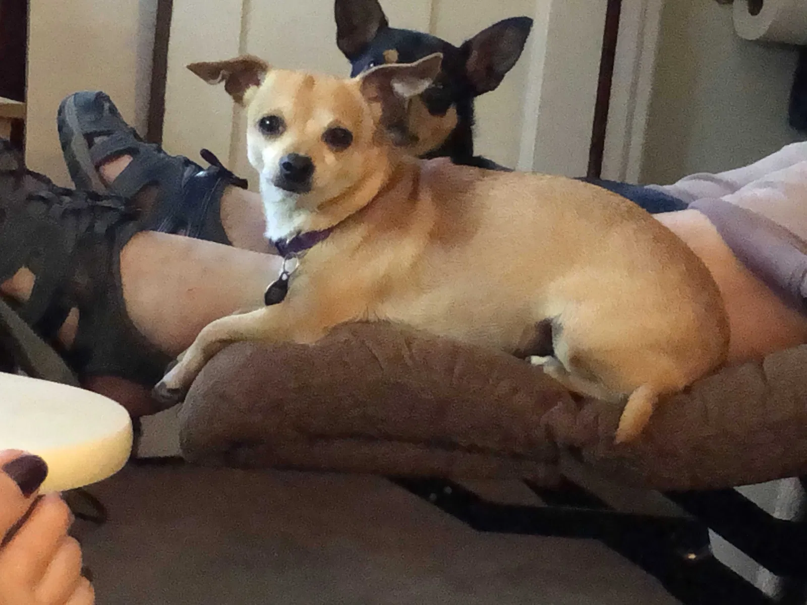 Lost dog in Wynnewood, PA, 19096