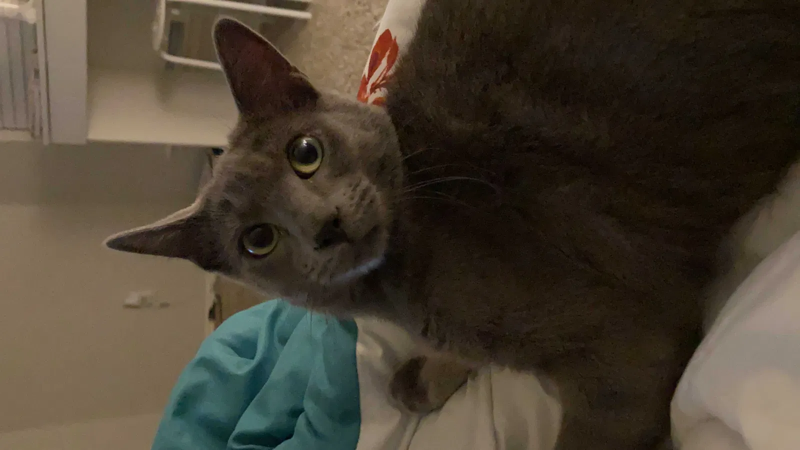 Lost cat in Haslet, TX, 76052