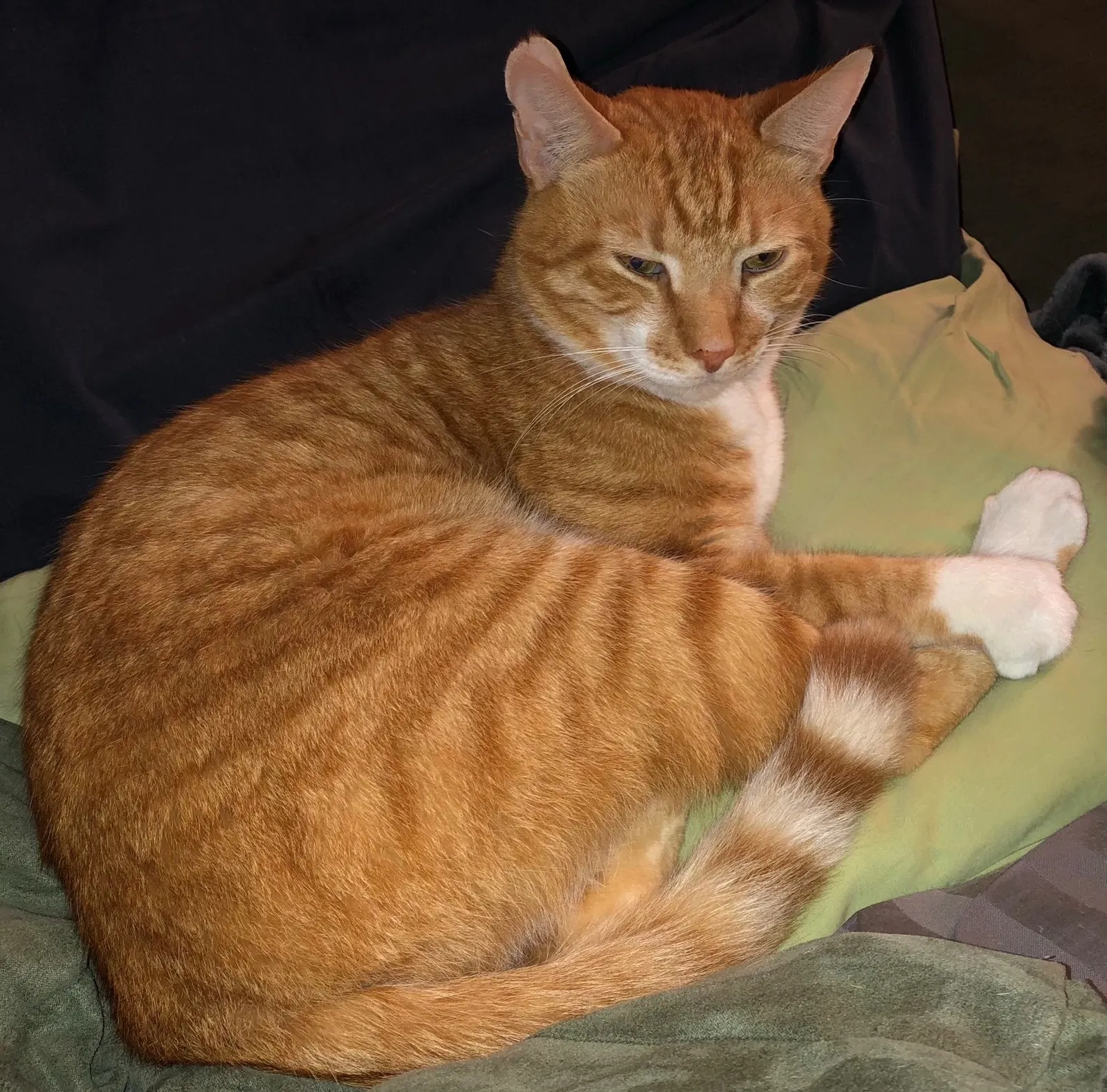 Lost cat in Newberry, FL, 32669