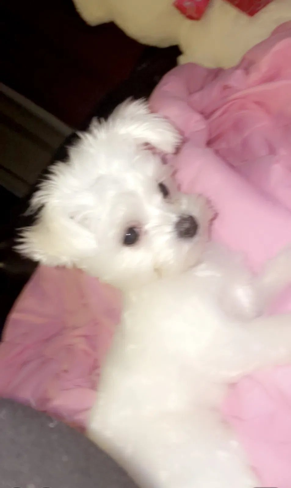 Lost dog in Milwaukee, WI, 53206