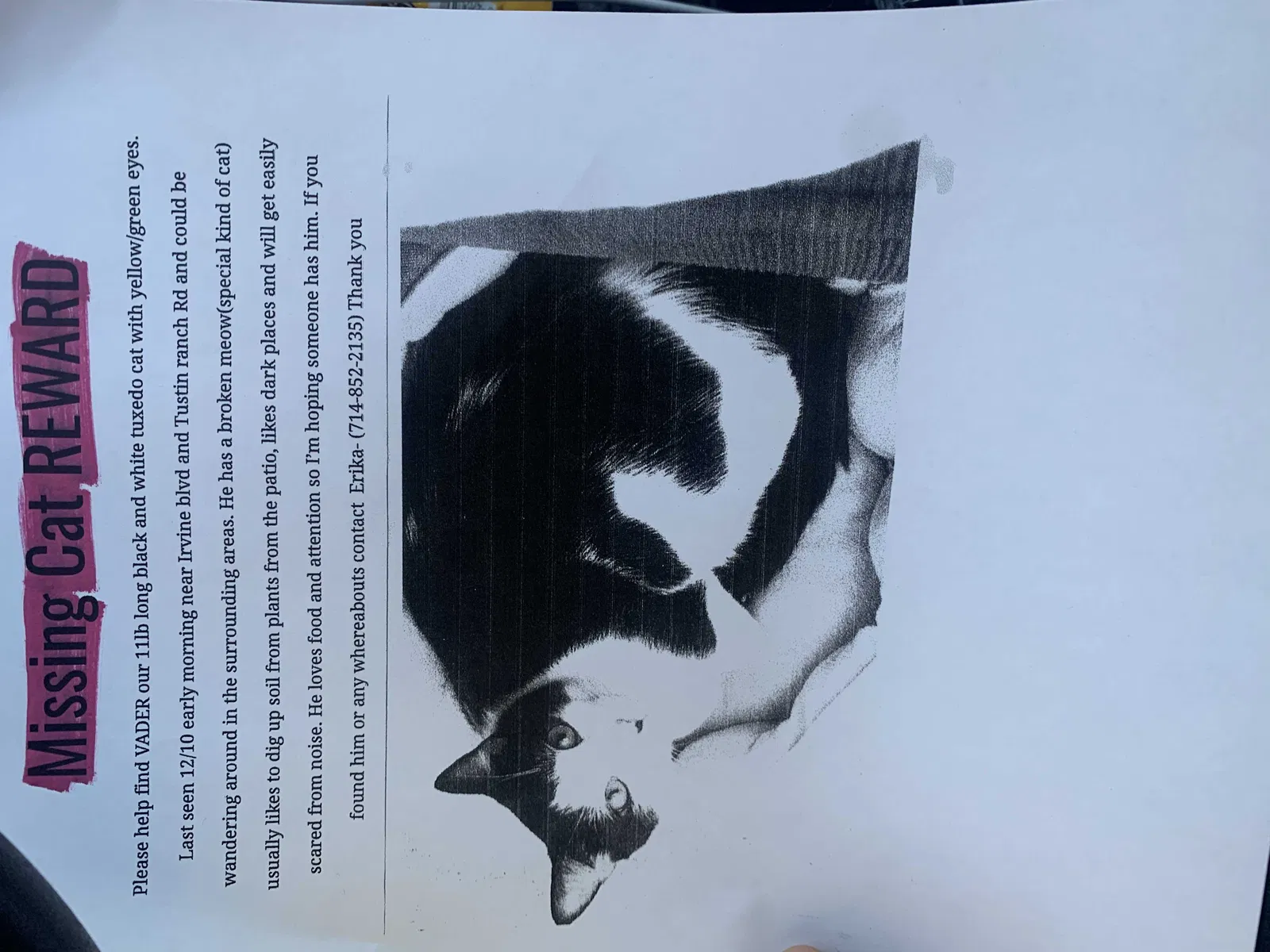 Lost cat in Tustin, CA, 92782
