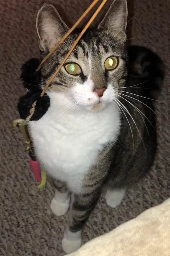 Lost cat in Newberry, FL, 32669