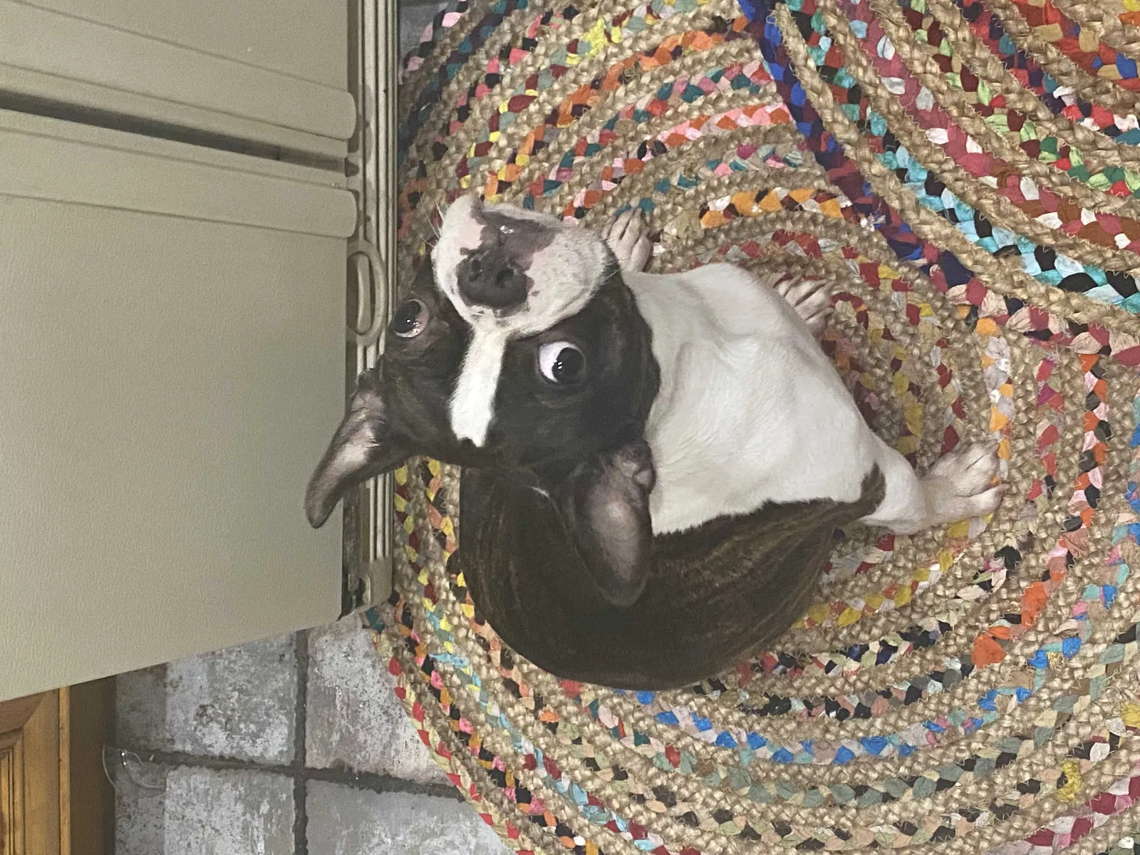 Lost dog in Altamonte Springs, FL, 32714