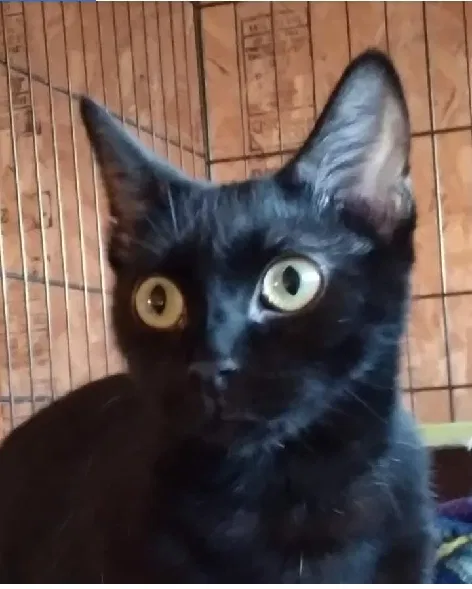 Lost cat in Des Moines, IA, 50313