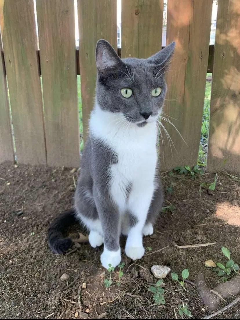 Lost cat in Indianapolis, IN, 46217