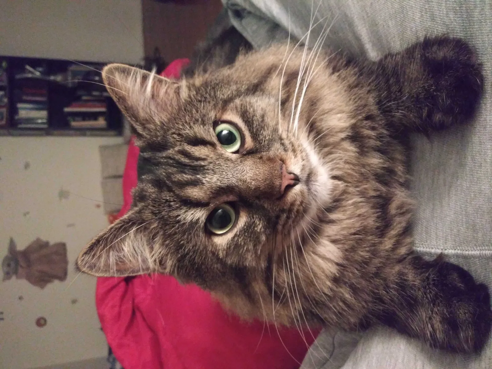 Lost cat in Heath, OH, 43056