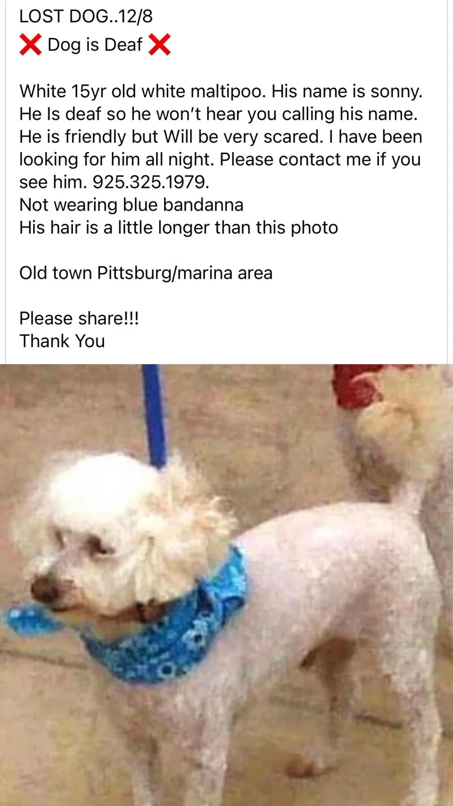 Lost dog in Pittsburg, CA, 94565