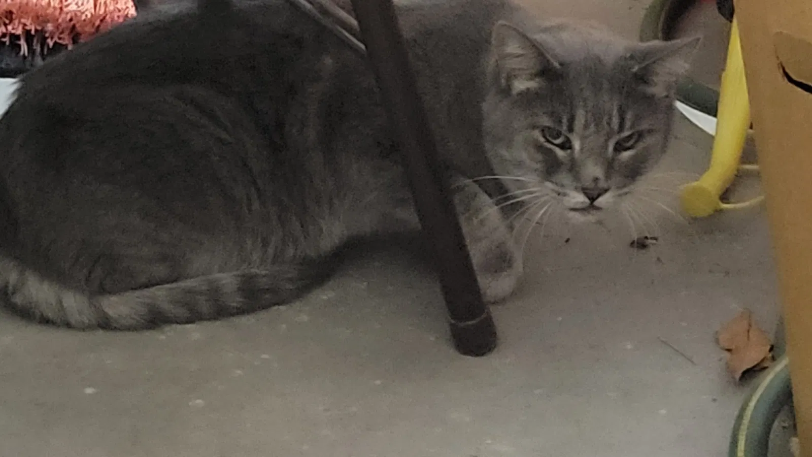 Found cat in Sun City West, AZ, 85375