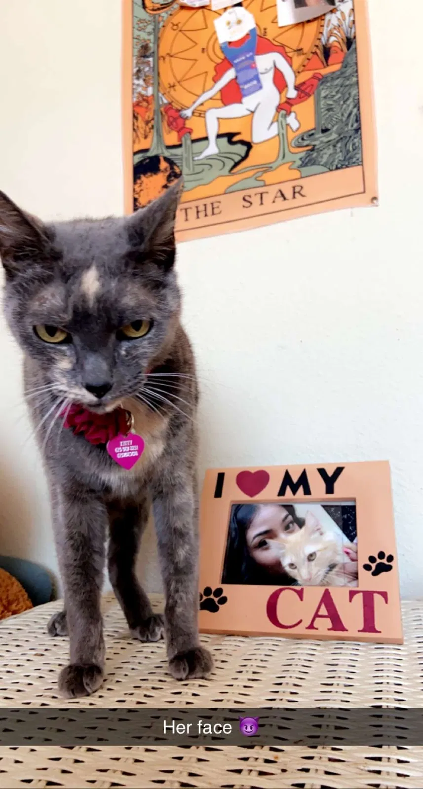 Lost cat in San Diego, CA, 92120