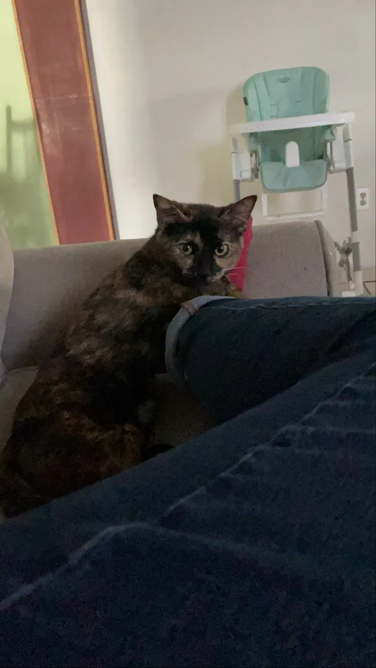 Lost cat in Laredo, TX, 78040