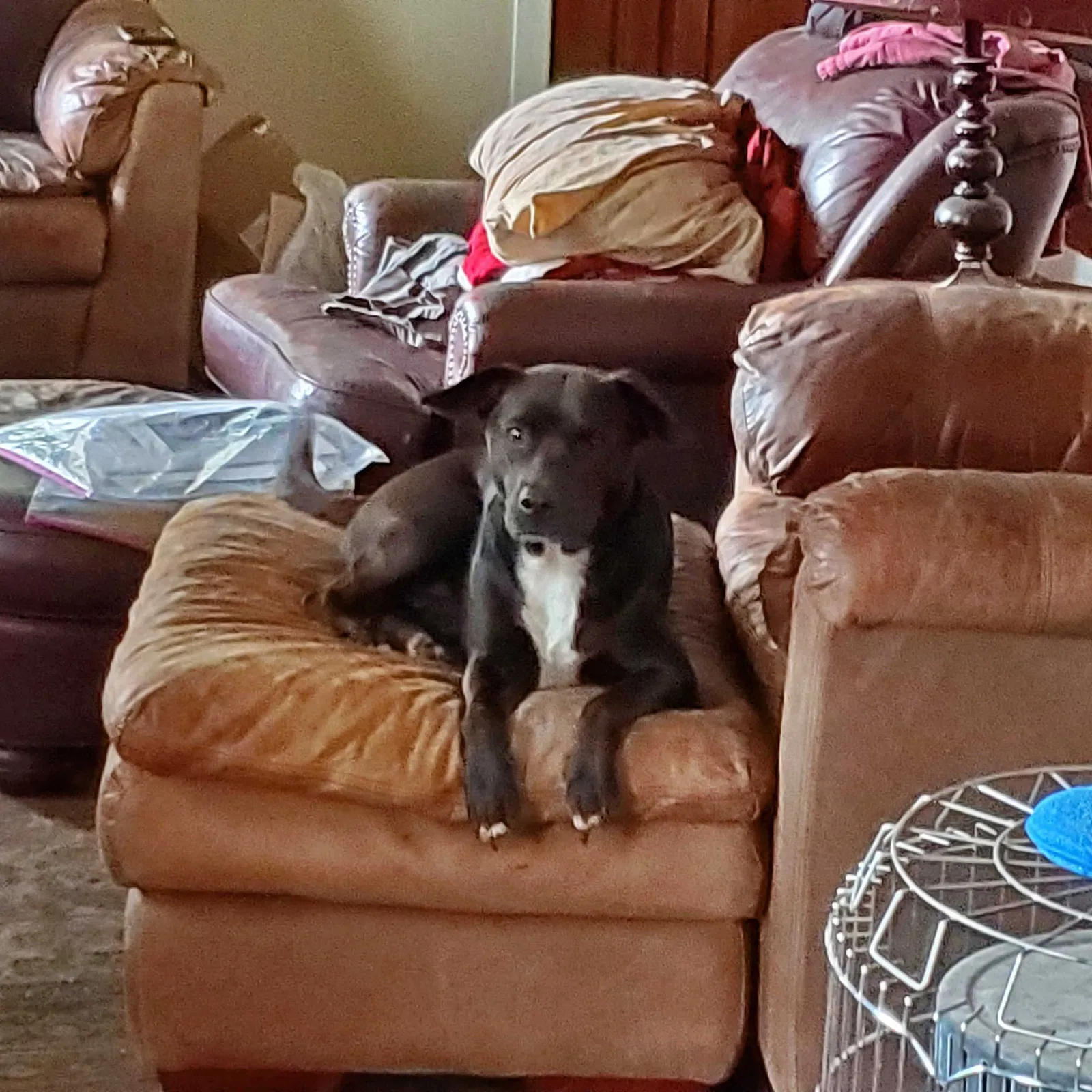 Lost dog in Birmingham, AL, 35215