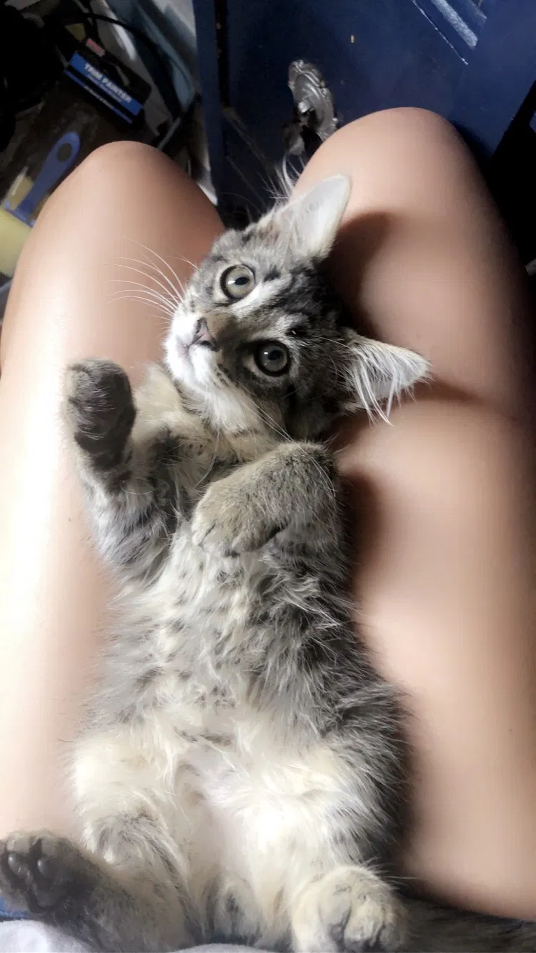 Lost cat in Statesville, NC, 28625