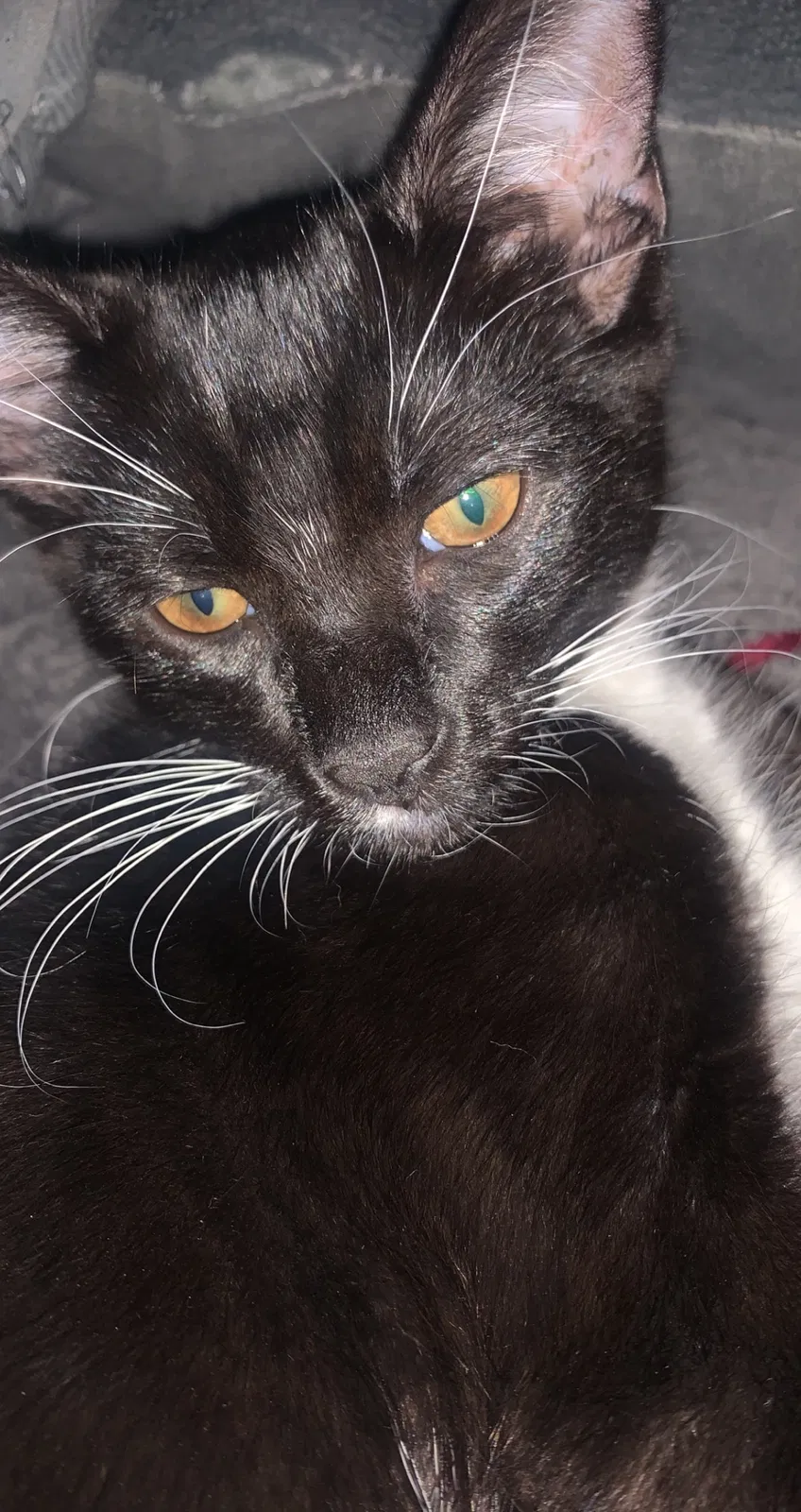 Lost cat in Temecula, CA, 92590