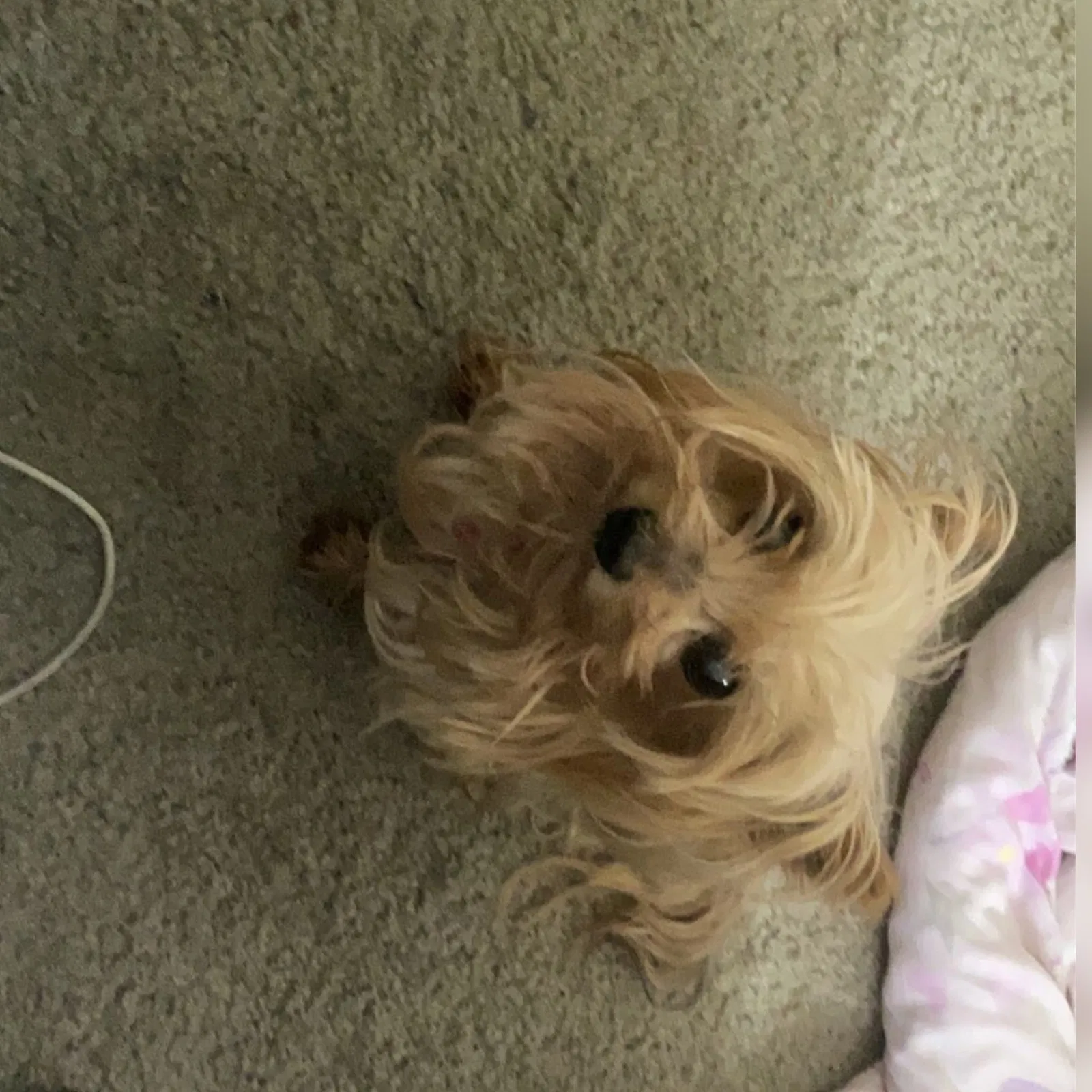 Lost dog in Chandler, AZ, 85224