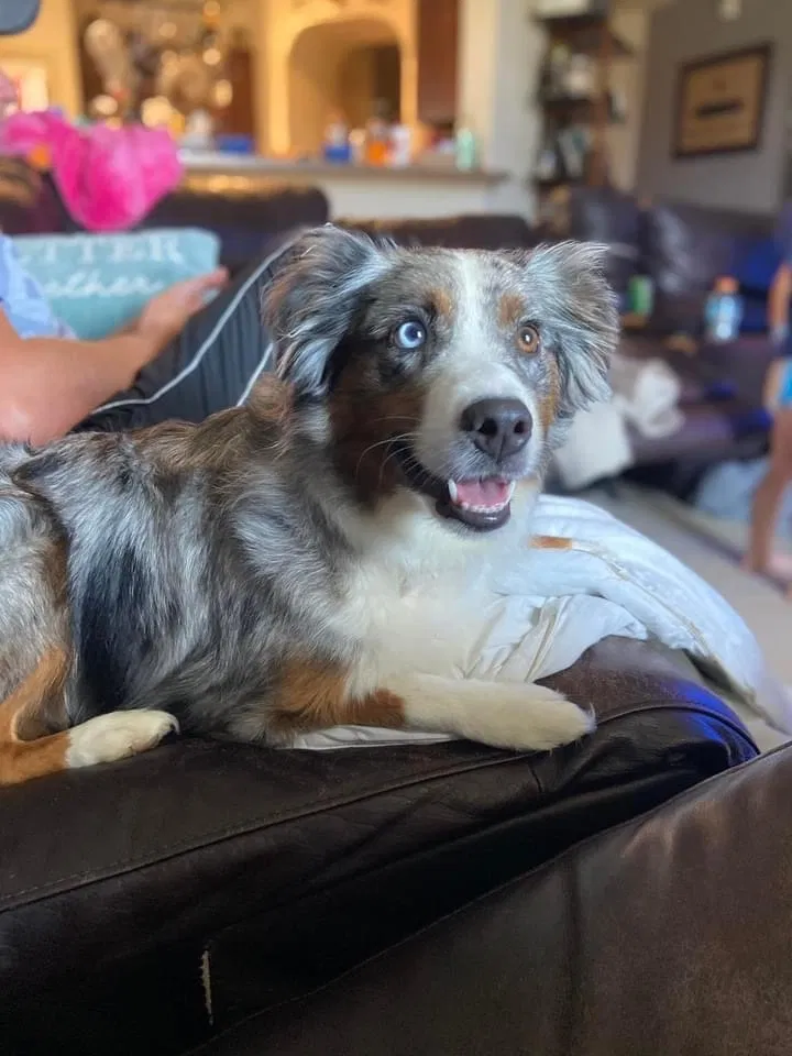 Lost dog in Haslet, TX, 76052
