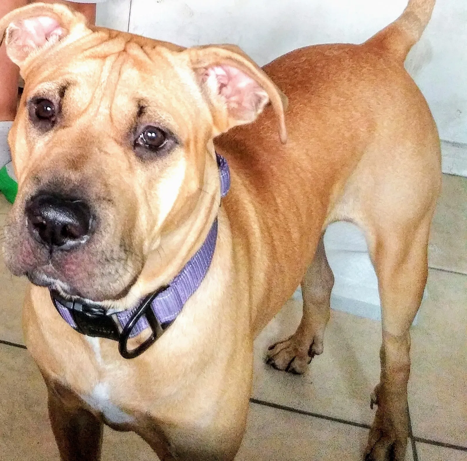 Lost dog in San Diego, CA, 92105