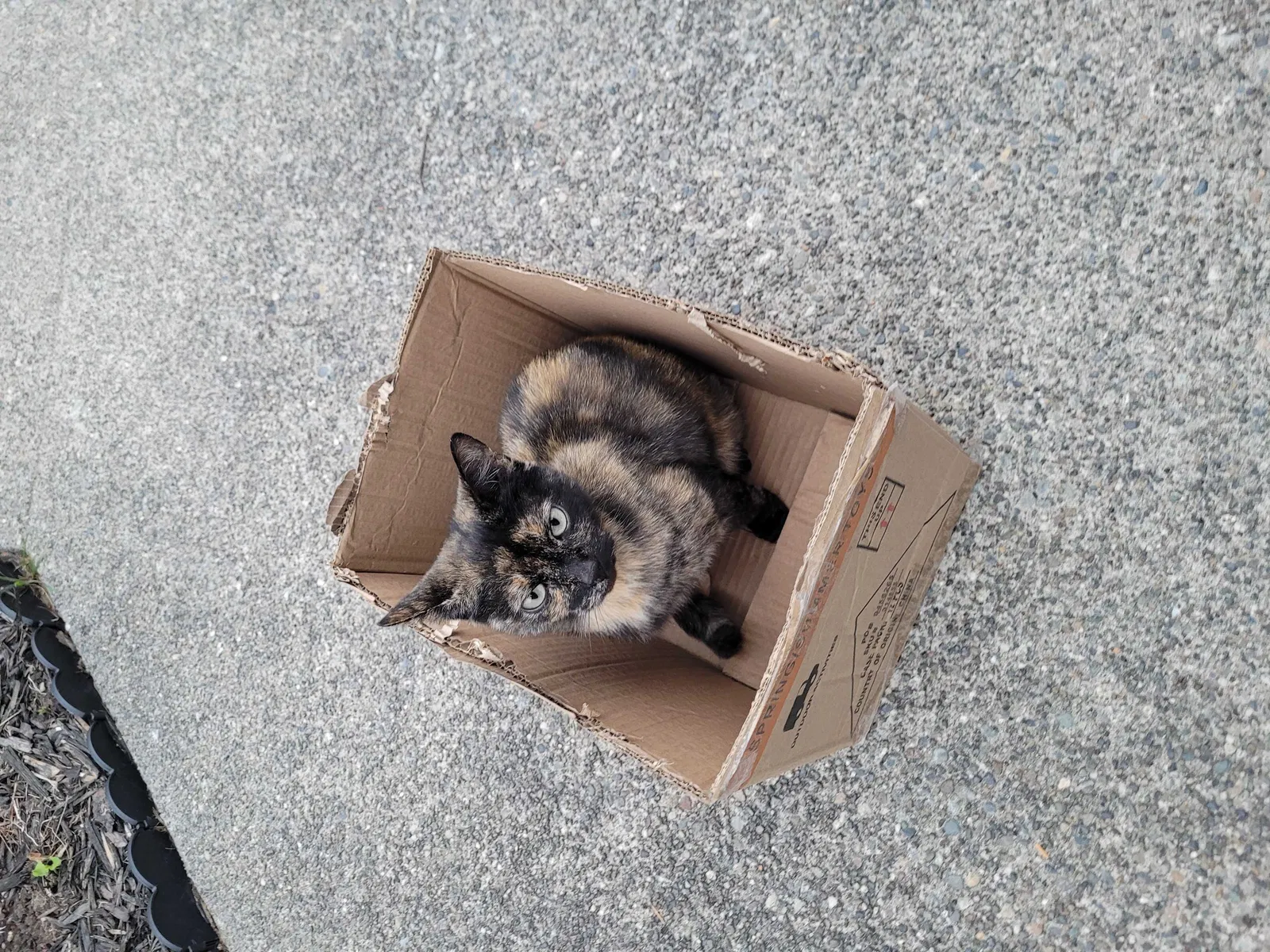 Lost cat in Bremerton, WA, 98312