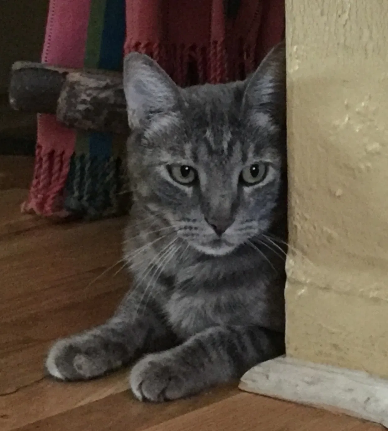 Lost cat in Tucson, AZ, 85716