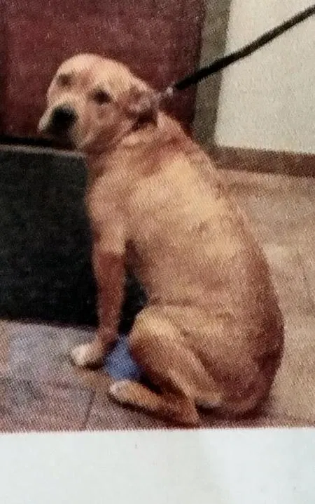 Lost dog in Toney, AL, 35773