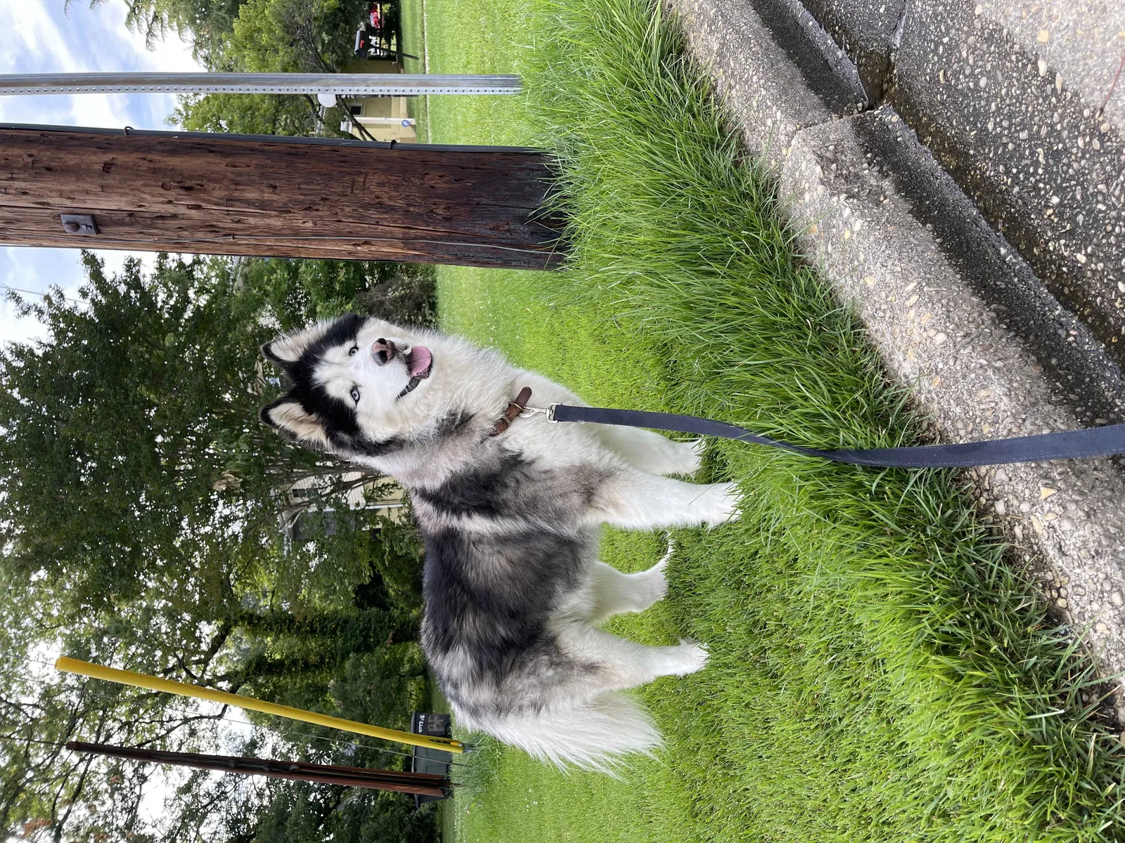 Lost dog in Hyattsville, MD, 20783