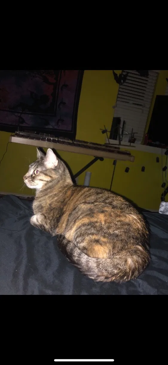 Lost cat in Plano, TX, 75023