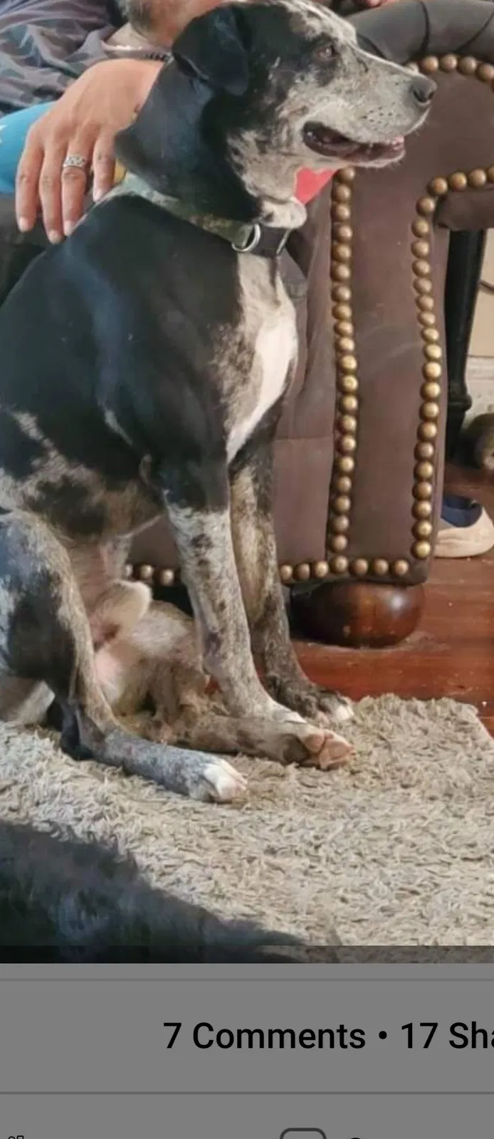 Lost dog in Loranger, LA, 70446