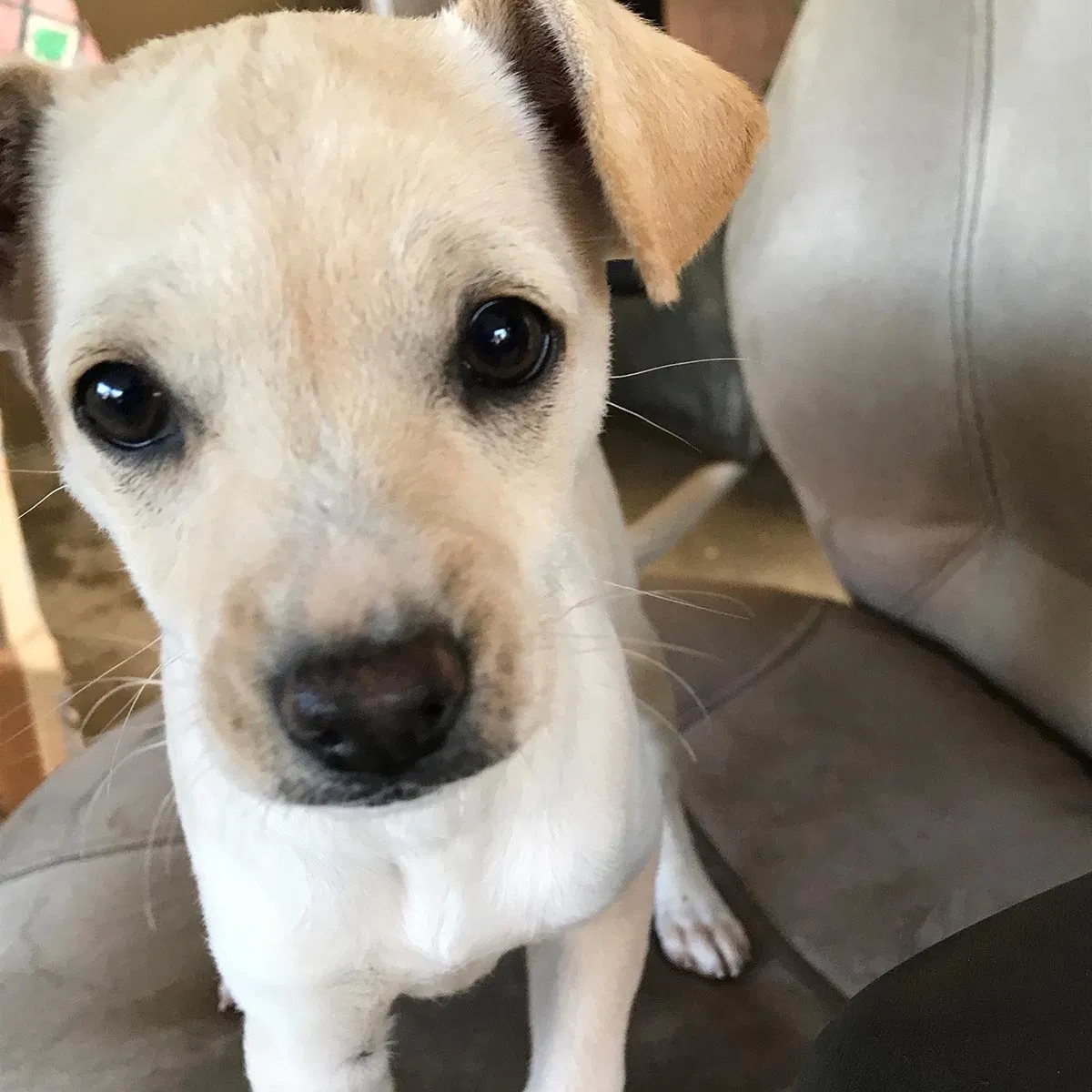 Found dog in Selma, CA, 93662