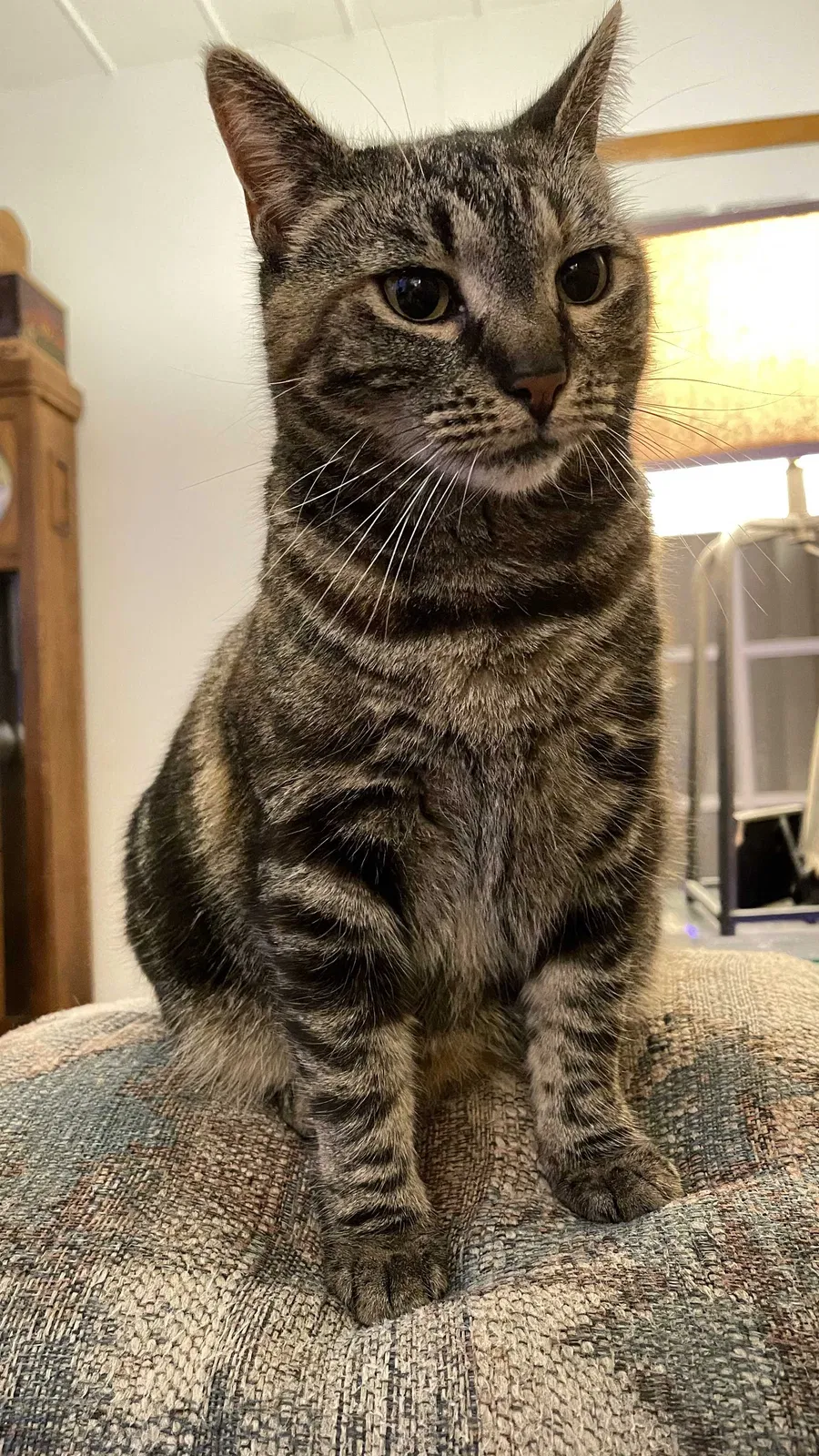 Lost cat in Jarrettsville, MD, 21084